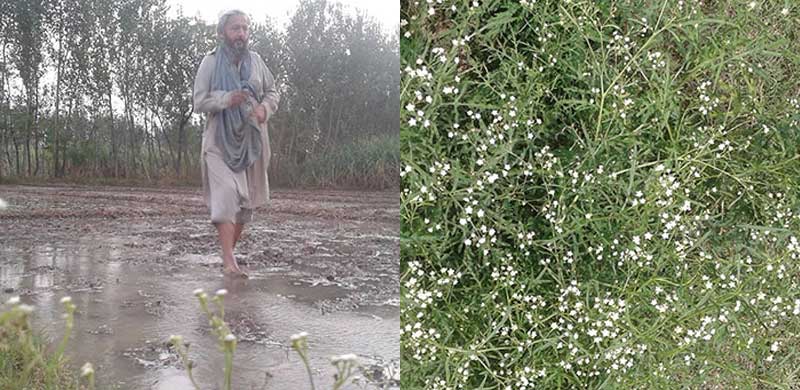 Parthenium in Khyber Pakhtunkhwa