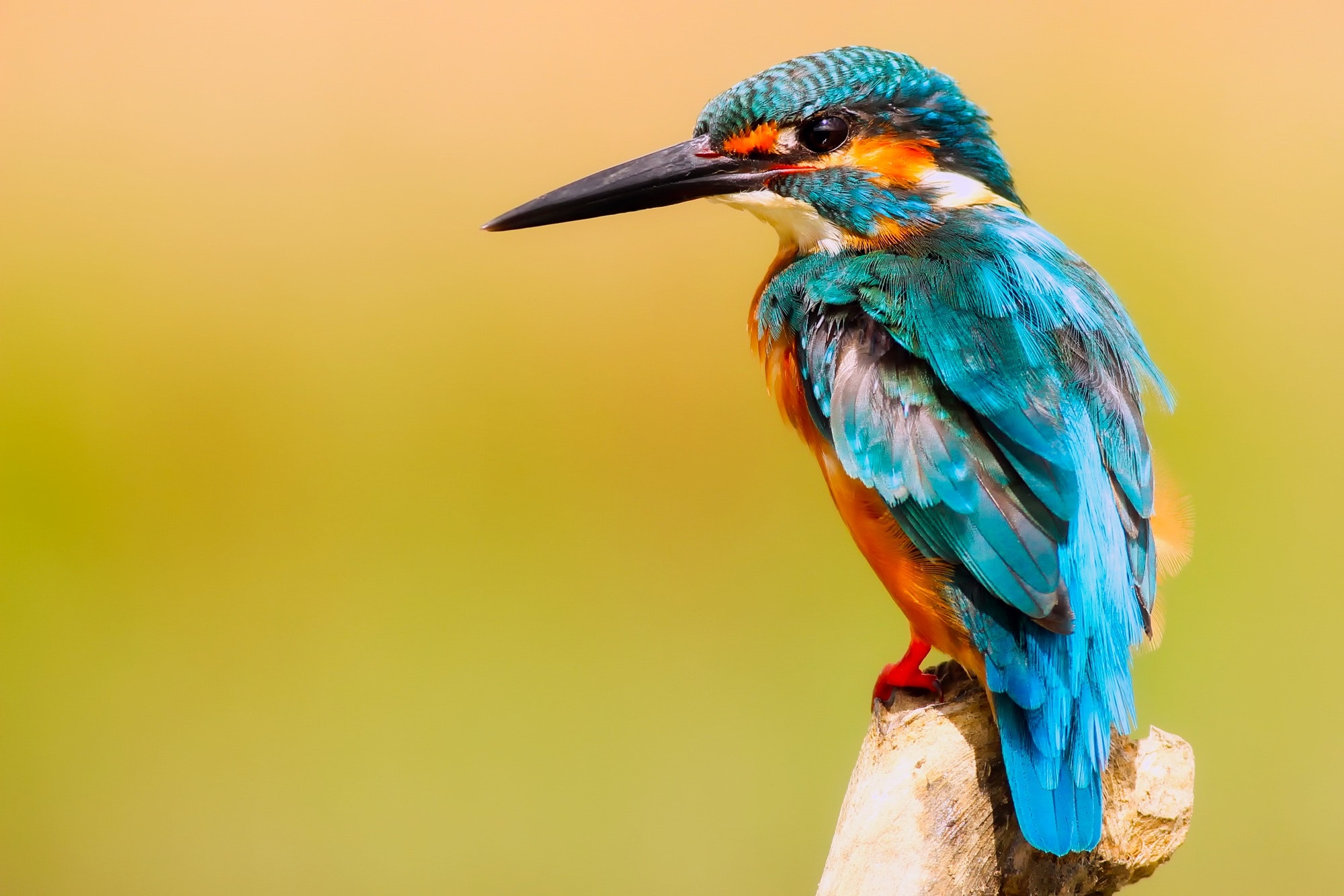 Birds of Pakhtunkhwa